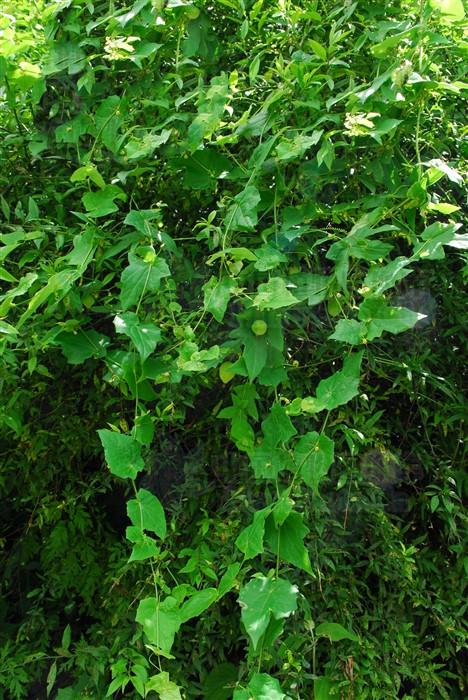 茅瓜,见过吗?可用于咽喉肿痛,结膜炎;外用治皮肤湿疹