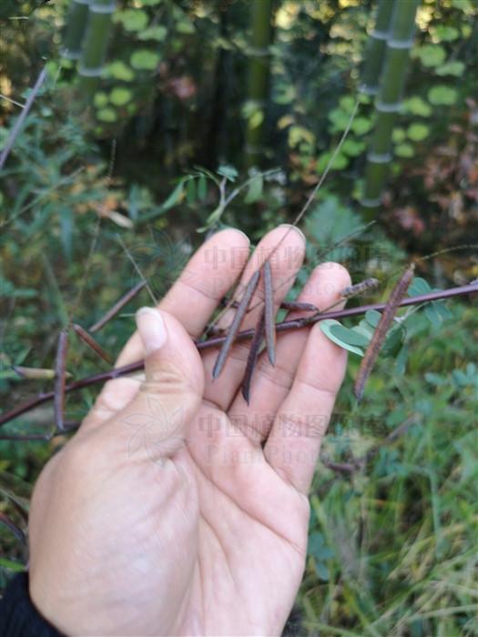 马棘,见过吗?可用于感冒咳嗽,扁桃体炎,颈淋巴结结核