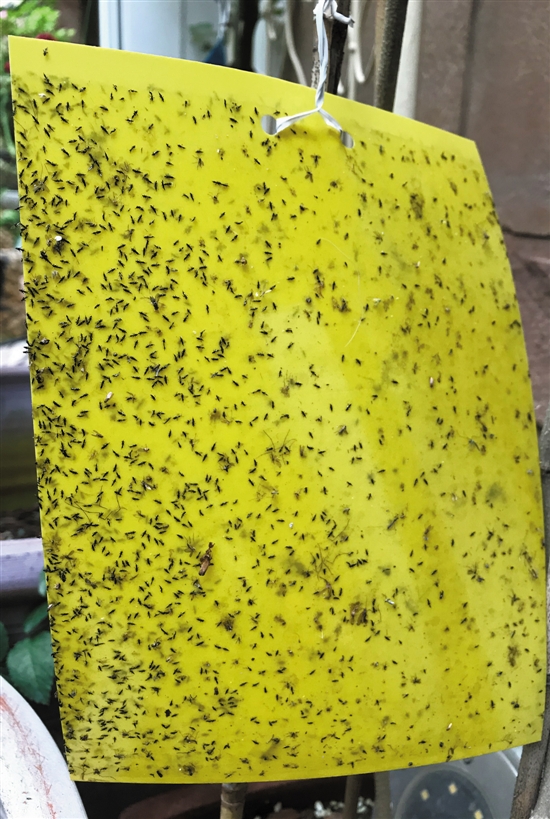 广州多地上演人虫大战