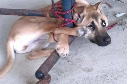 屋里传来狗惨叫声,邻居赶紧打电话给主人,她回来却笑喷了!