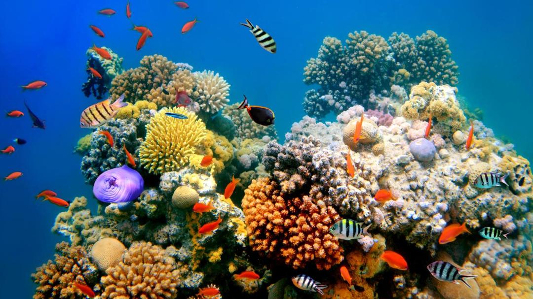 Nature警告:全球气候变暖将造成生物多样性断崖式下降|生物多样性|断崖|人类_新浪新闻