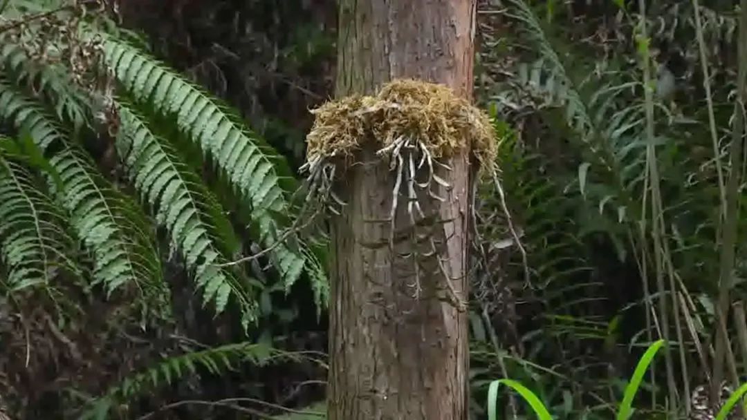 美食|这些寄生在大树上的植物,竟然都是宝贝!