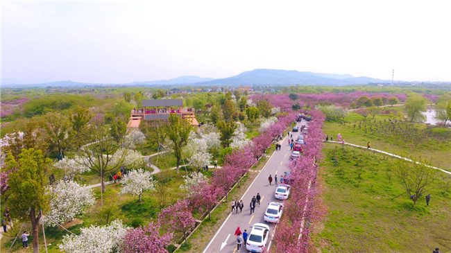 天王镇浮山樱花园是目前江苏省内最大的樱花种植基地,占地3000余亩
