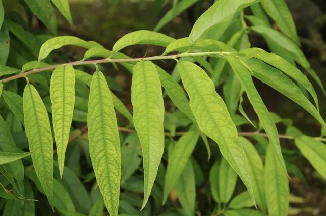 桃树叶白化缺铁补充铁肥料效果差果农如何处理好