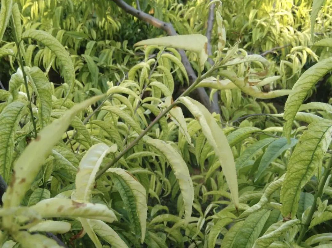 桃树为何总缺铁?如何补铁效果才好?