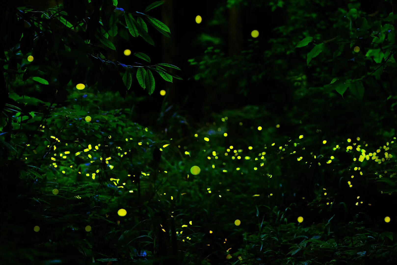 美四川天台山第一波萤火虫梦幻飞舞高峰期预计持续到18日