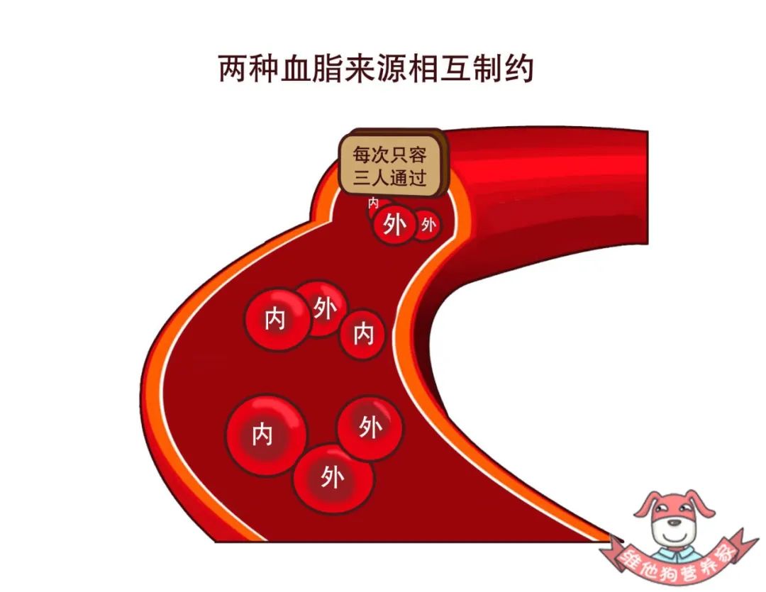 家有高血脂不要慌饮食做好这几点比吃药更管用