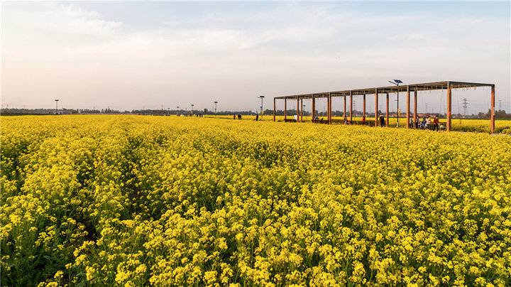 惊艳无比济南平陵古城的油菜花海堪比婺源