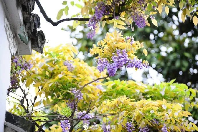 无锡紫藤已开成花海 快踏着春光 赏花儿去 财经头条