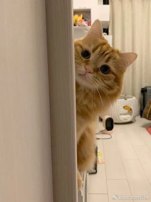 哇双眼皮的猫猫躲起来不让别人找到