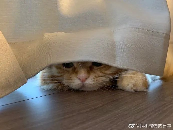哇双眼皮的猫猫躲起来不让别人找到