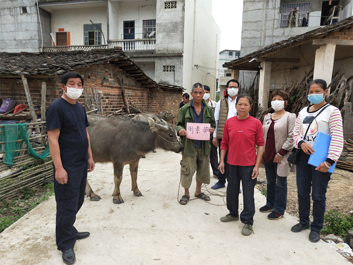 宁明县明江镇思明村贫困户养牛项目接受"以奖代补"核验