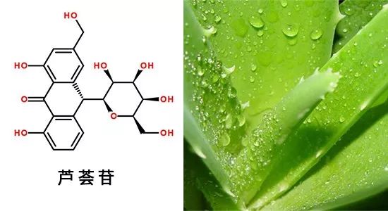 芦荟做的内裤?穿了和没穿一样还能抗菌98%,带你远离瘙痒异味!