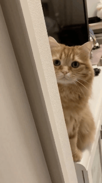 哇双眼皮的猫猫躲起来不让别人找到