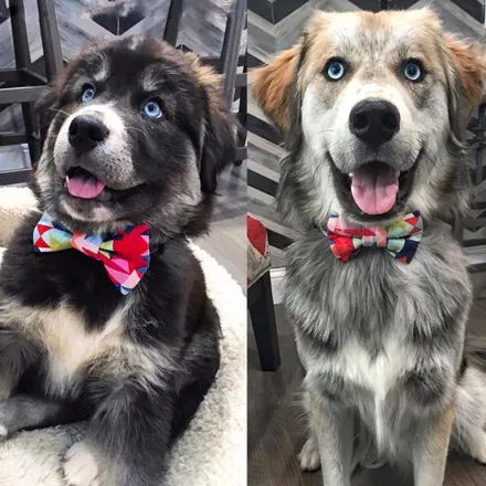 哈士奇和金毛生下了个盛世美颜的狗子,可一年后.铲屎官崩溃了!