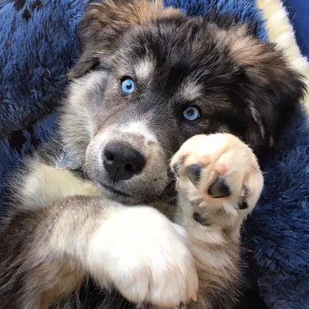 哈士奇和金毛生下了个盛世美颜的狗子,可一年后.铲屎官崩溃了!