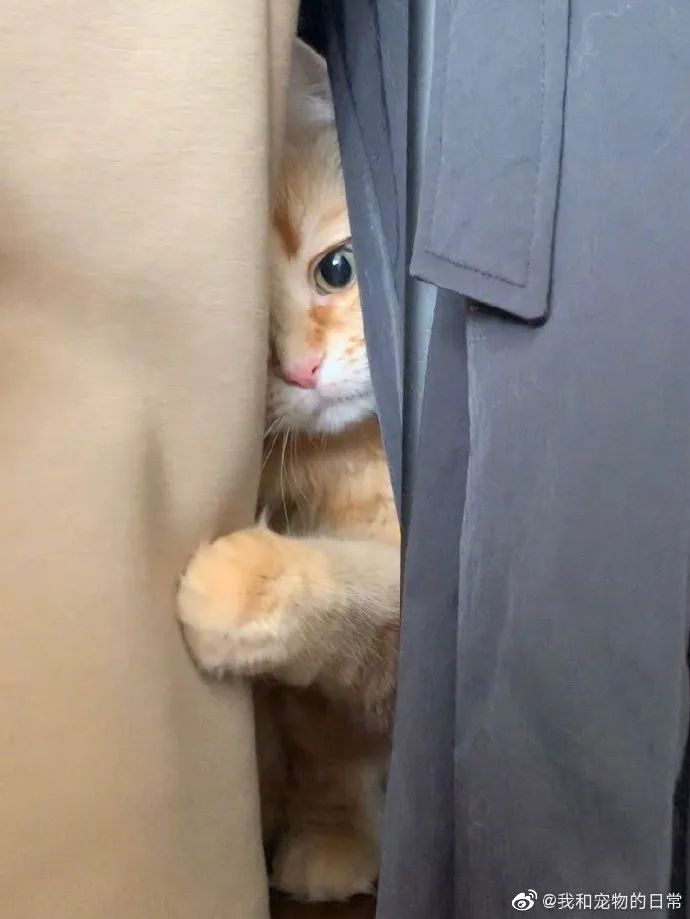 哇双眼皮的猫猫!躲起来不让别人找到!
