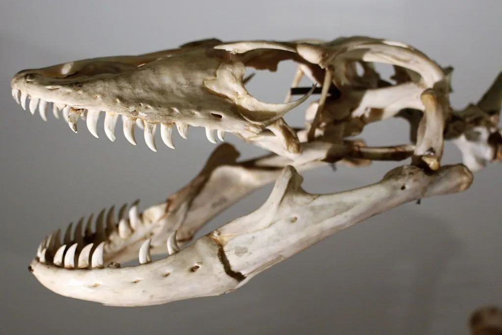 包括科摩多龙在内的巨蜥亚属蜥蜴,在撕咬猎物时,下颌毒腺分泌的毒素会