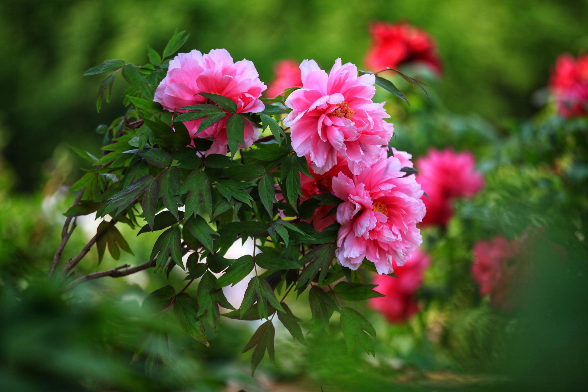 芬芳千年的江苏"牡丹地图",弥漫在历史深处的国色天香