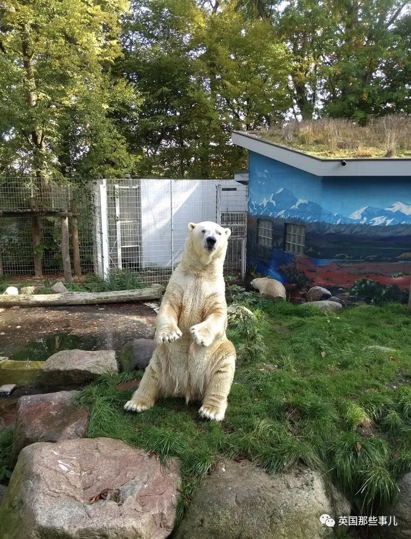 疫情下陷入困境德国一家动物园打算把部分动物当饲料喂给其他动物这