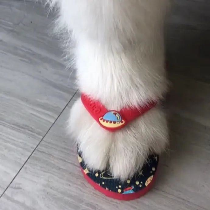 这狗脚太好看了网友我从来没见过这样的狗脚那鞋太可爱了