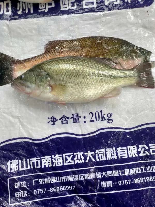 加州鲈暴涨2元/斤,最高17元/斤!水花价格翻倍,惜售等价还是清塘放苗?