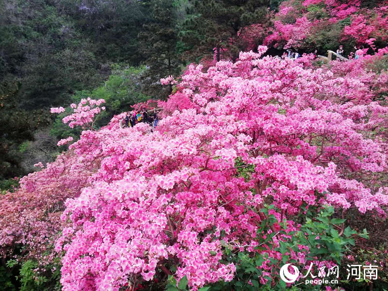 首届鲁山县杜鹃花节即将开幕为期19天