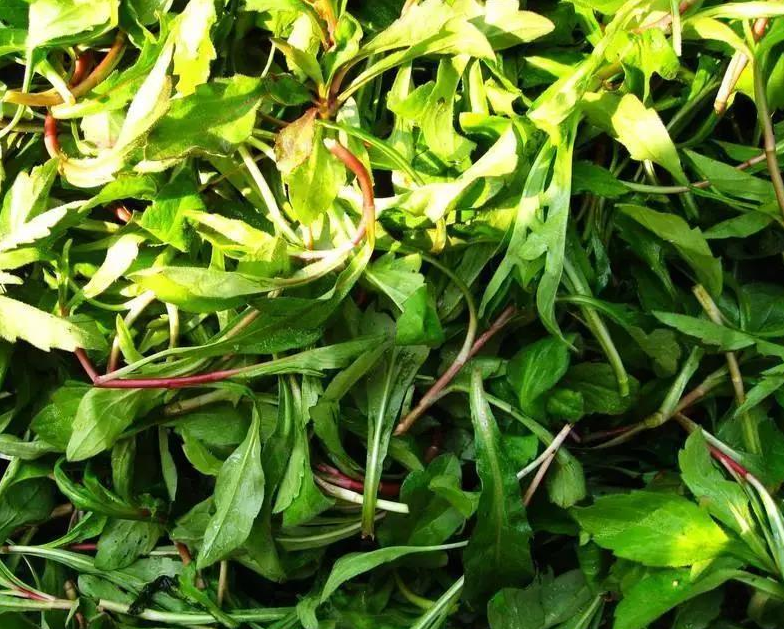 我们吃的是菊花脑的嫩茎叶,一定要在开花前就摘下来,不然会非常老.