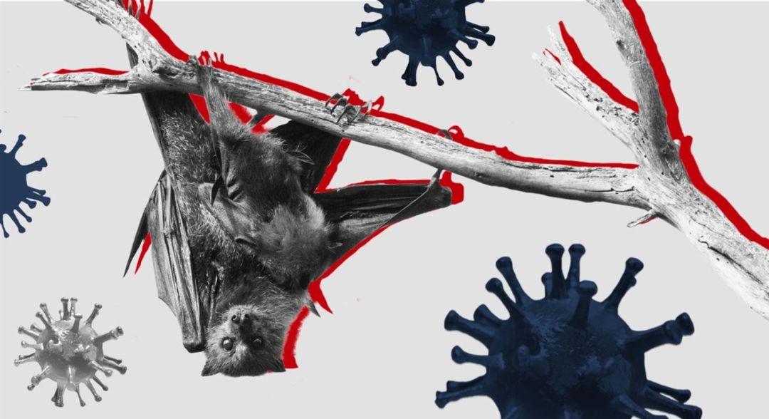 新研究:新冠病毒更可能在哺乳动物消化道中进化 | 专访