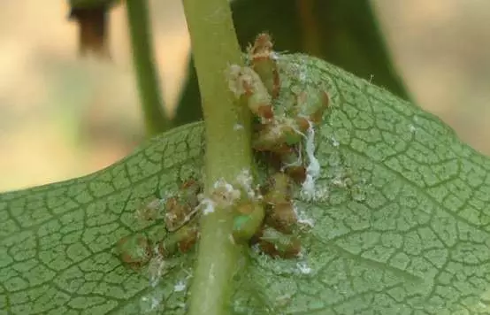 梨树上的第一虫害——梨木虱