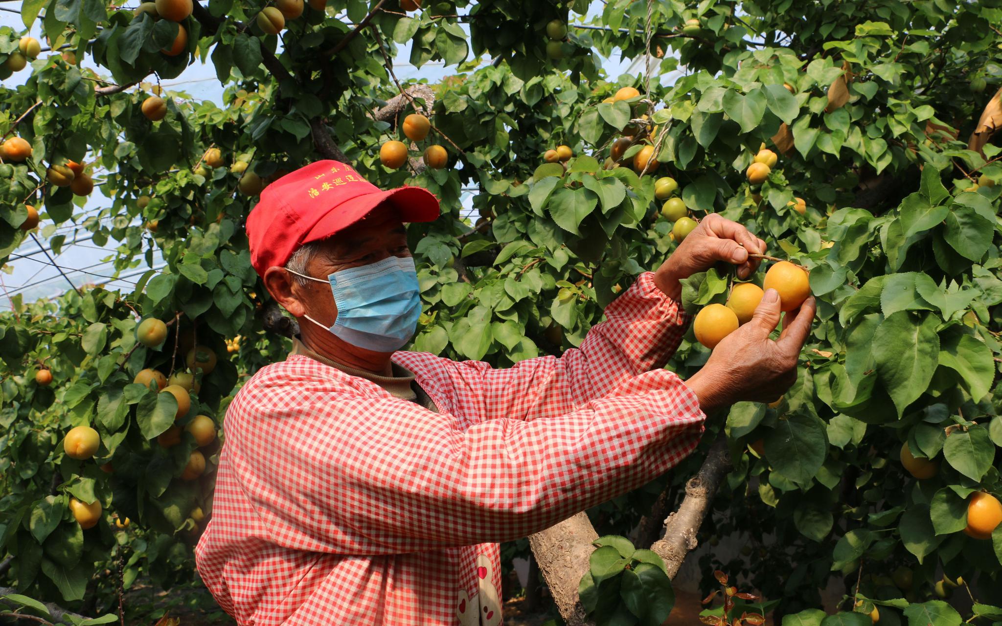平谷山东庄镇摘杏正当时 采摘期持续至"五一"