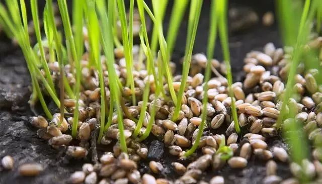 种子催芽有啥好办法这些经验超级实用