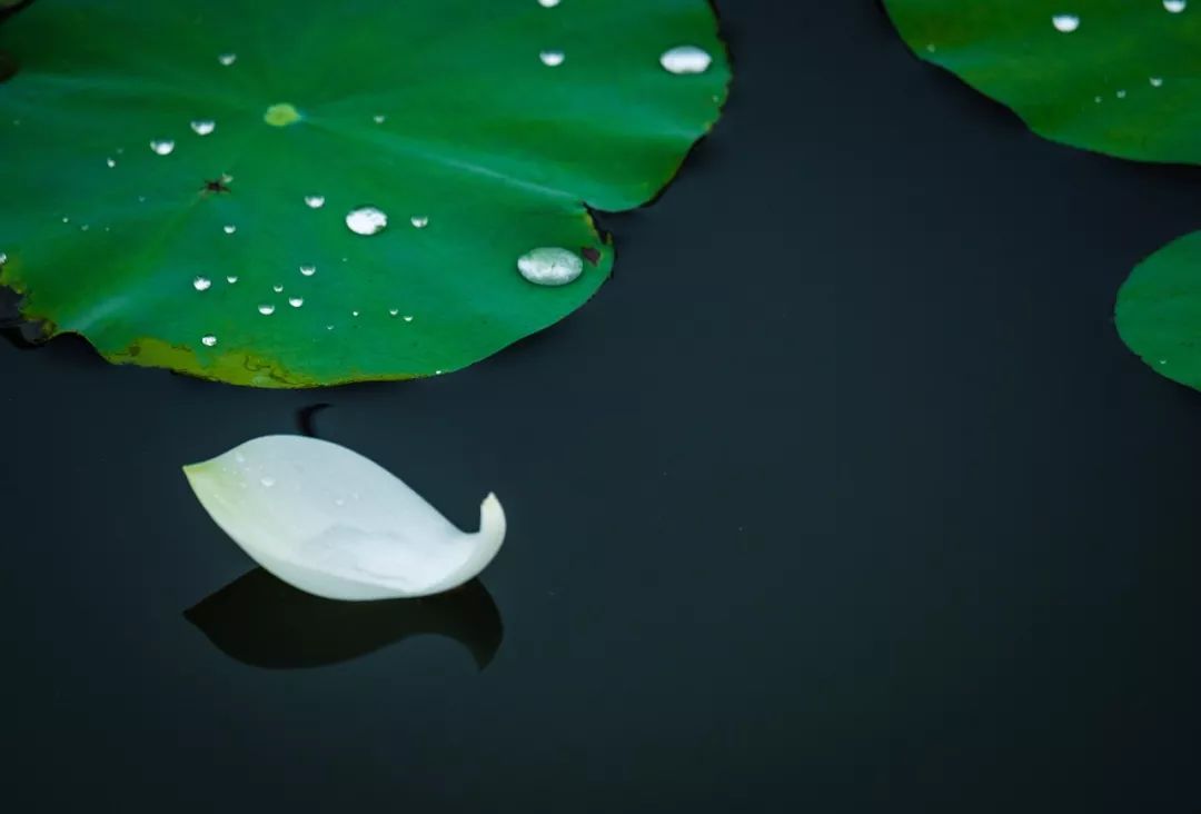 那些年倒背如流的30篇经典文言文 你还记得多少 财经头条 那些年倒背如流的30篇经典文言文 你还记得多少 财经头条