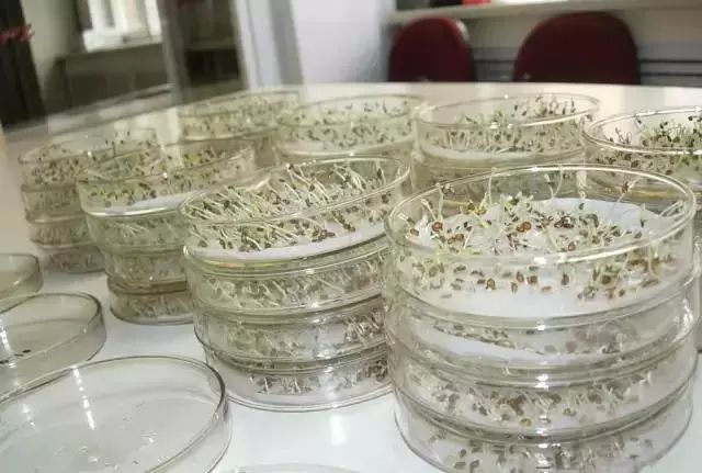 种子催芽有啥好办法这些经验超级实用