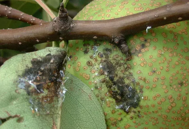 梨树上的第一虫害——梨木虱