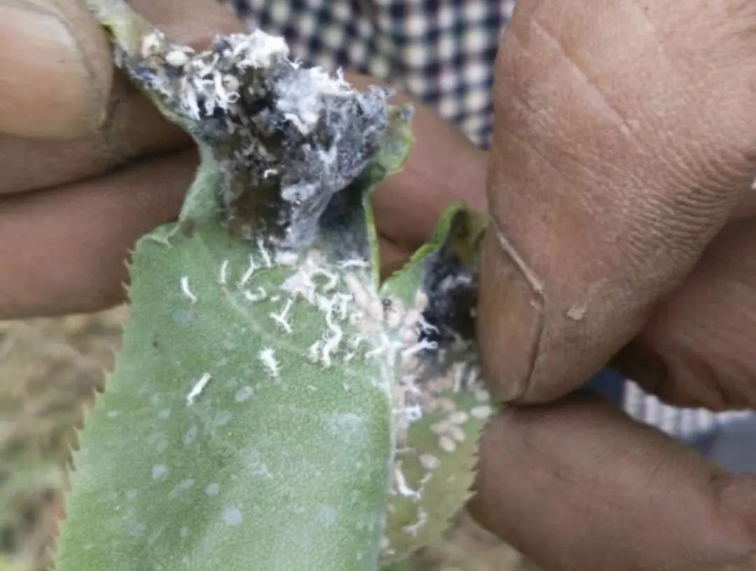 梨树上的第一虫害——梨木虱