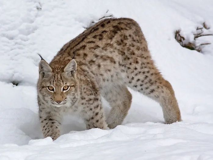雪豹|猫科动物_新浪网
