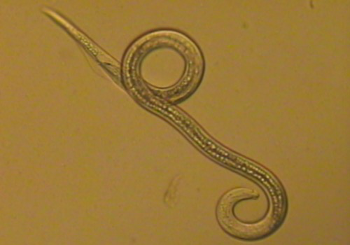 香蕉穿孔线虫我们可以发现,看似普通的水果,植株,却可能暗藏着威胁