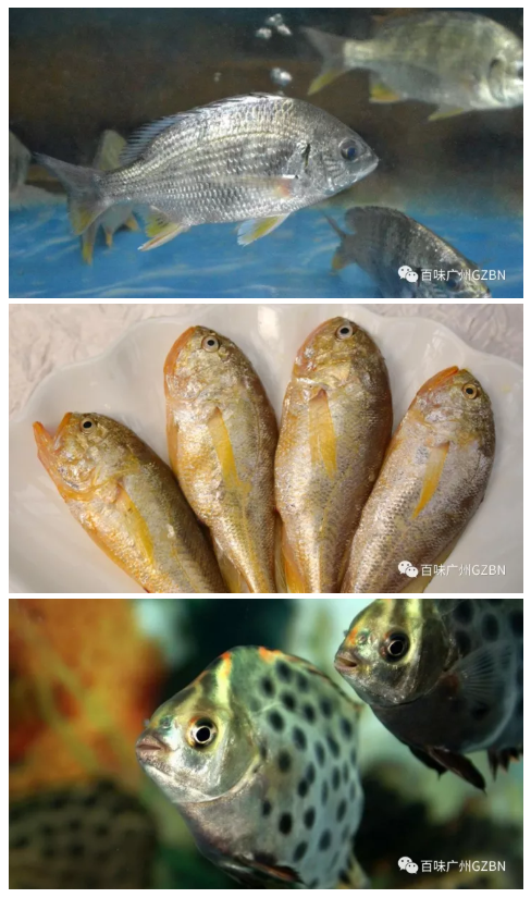 关注点击上方蓝字关注我们吧!揾食珠三角