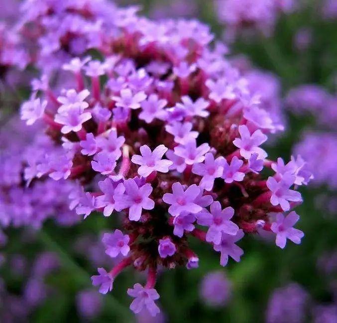 深圳湾这片紫色花海悄然盛开将浪漫春日拥入怀