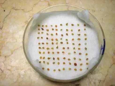 种子催芽有啥好办法这些经验超级实用