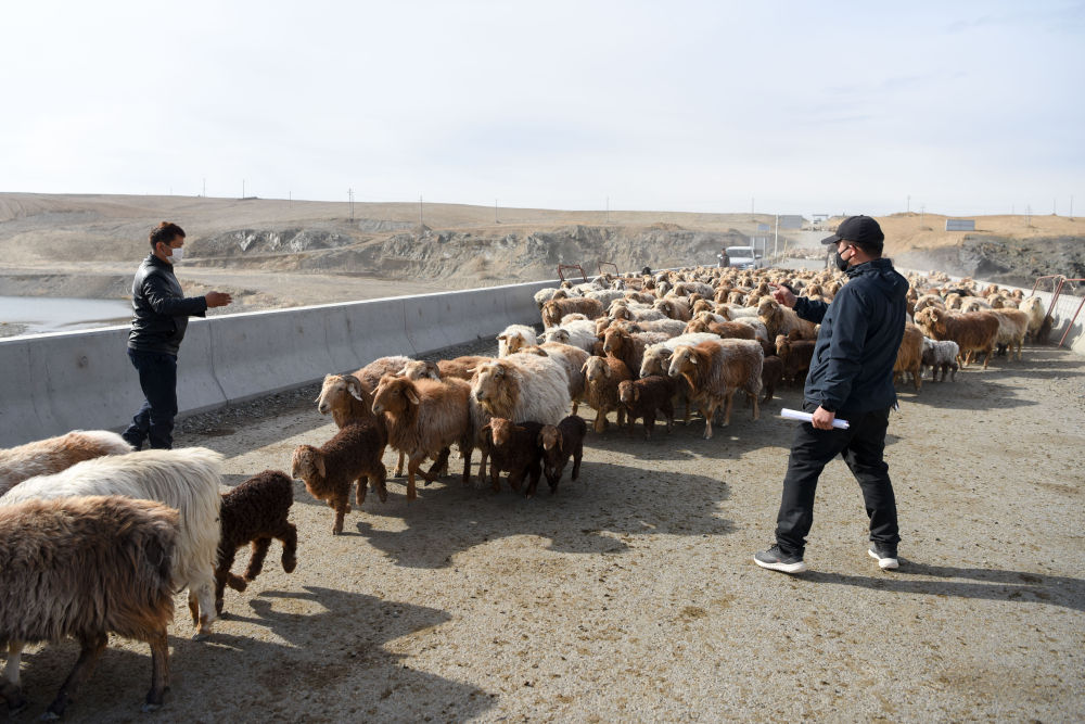 新疆福海县牧民迎来转场季