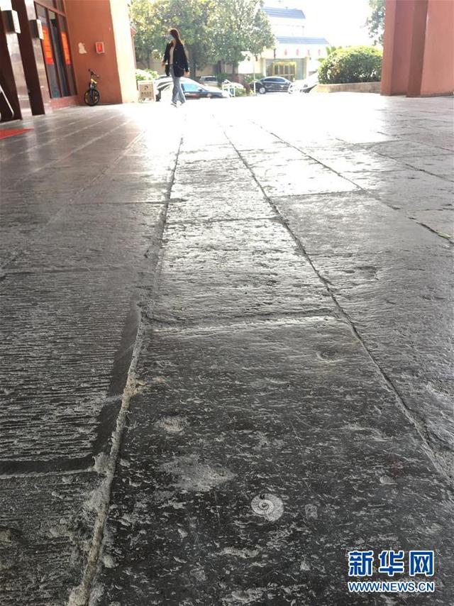 张家界：几亿年前的“化石地板”记录沧海桑田