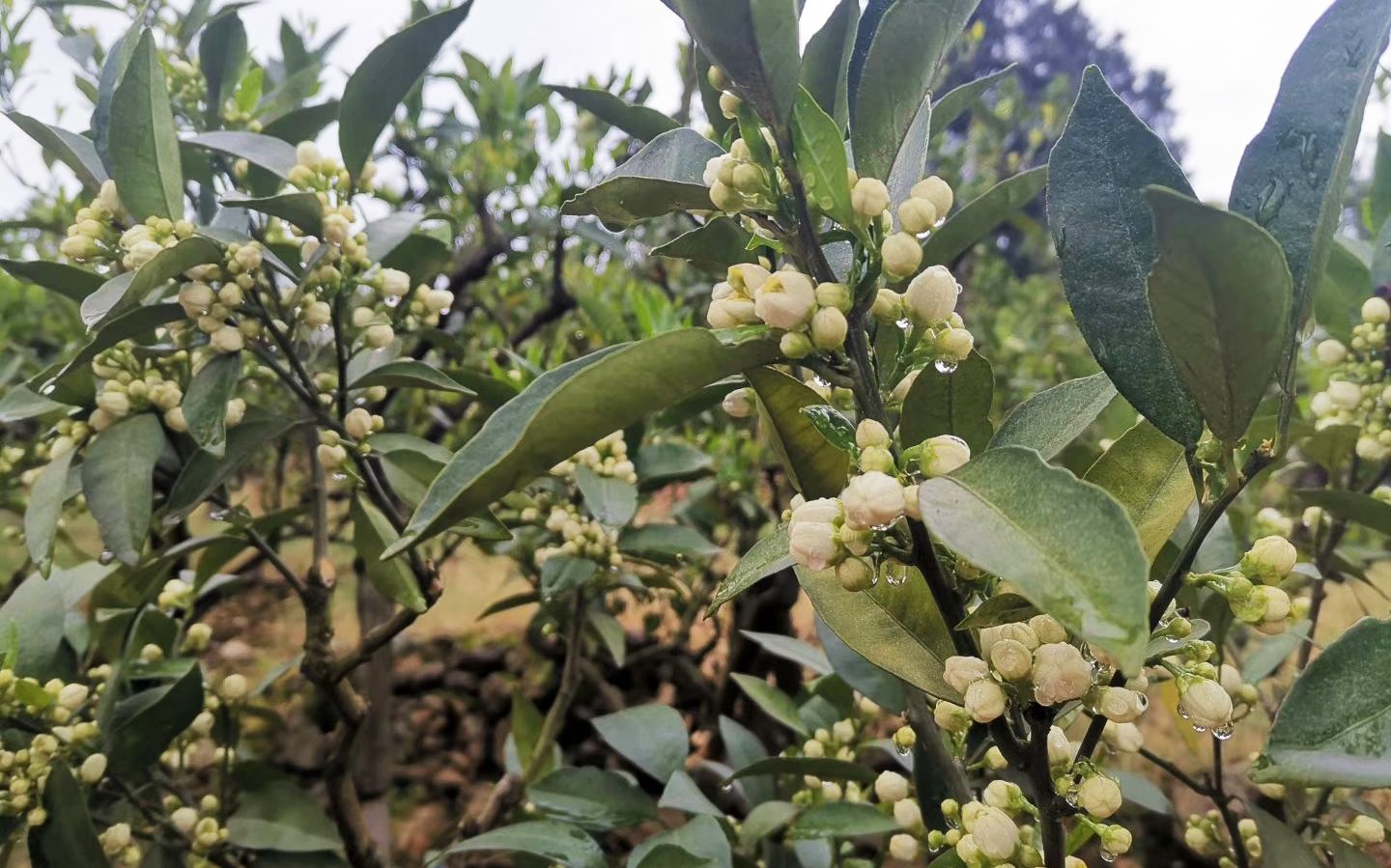 满树花朵的柑橘树.受访者供图