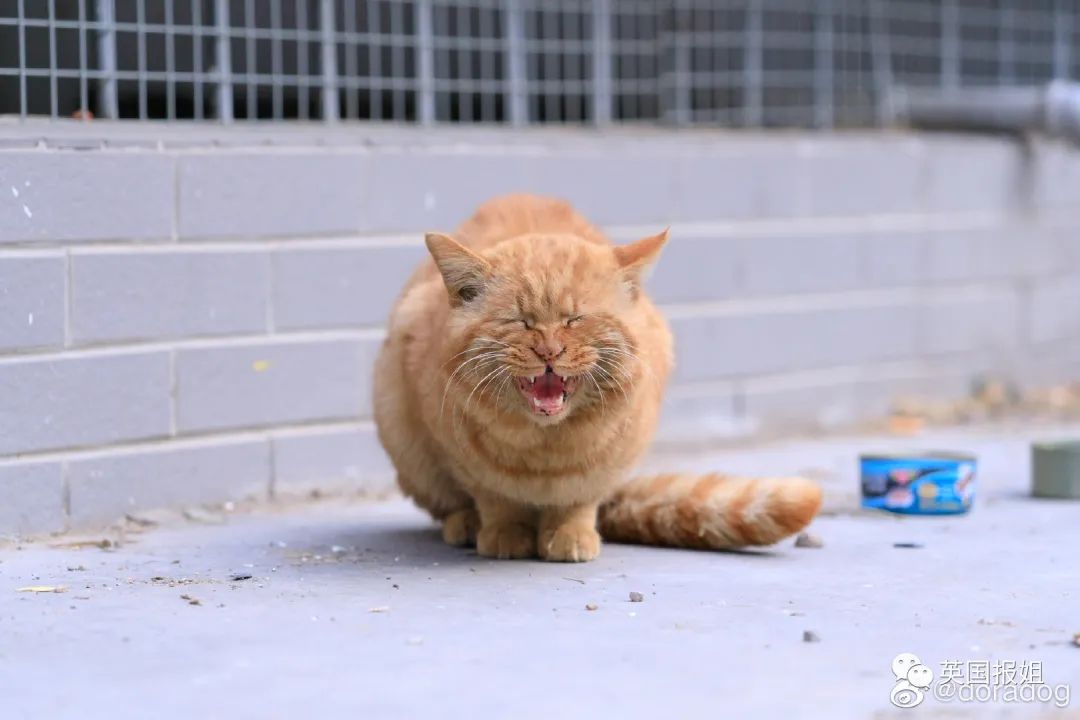 正文  不过关系复杂的不止是姜丝鸭,小黄鸭也很难.