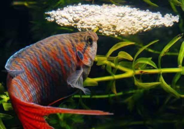 比如说金鱼,斗鱼,蓝曼龙,迷你鹦鹉鱼,青鱂,斑马鱼,虎皮鱼等,另外还会