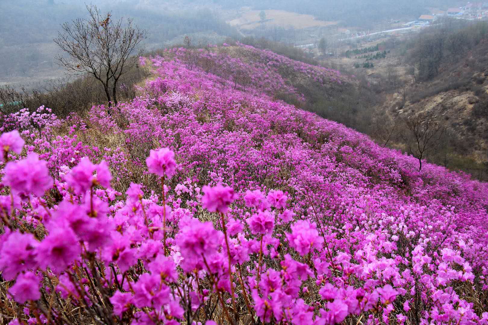 约吗17日岫岩映山红进入盛花期