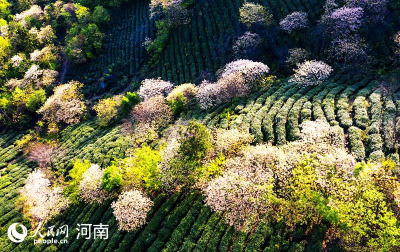 金刚台上桐花始盛开【组图】