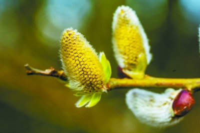 滚动新闻  正文     已经开裂的柳树果实.