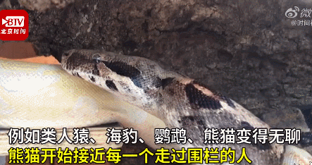 疫情|野生动物|新冠肺炎_新浪新闻